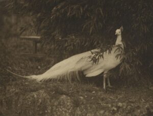 Historische sepiafoto van een witte pauw in een tuin
