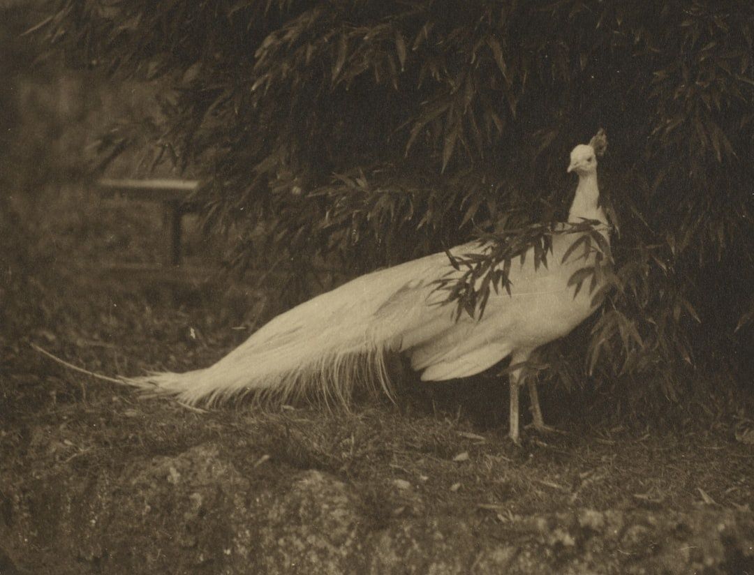 Historische sepiafoto van een witte pauw in een tuin