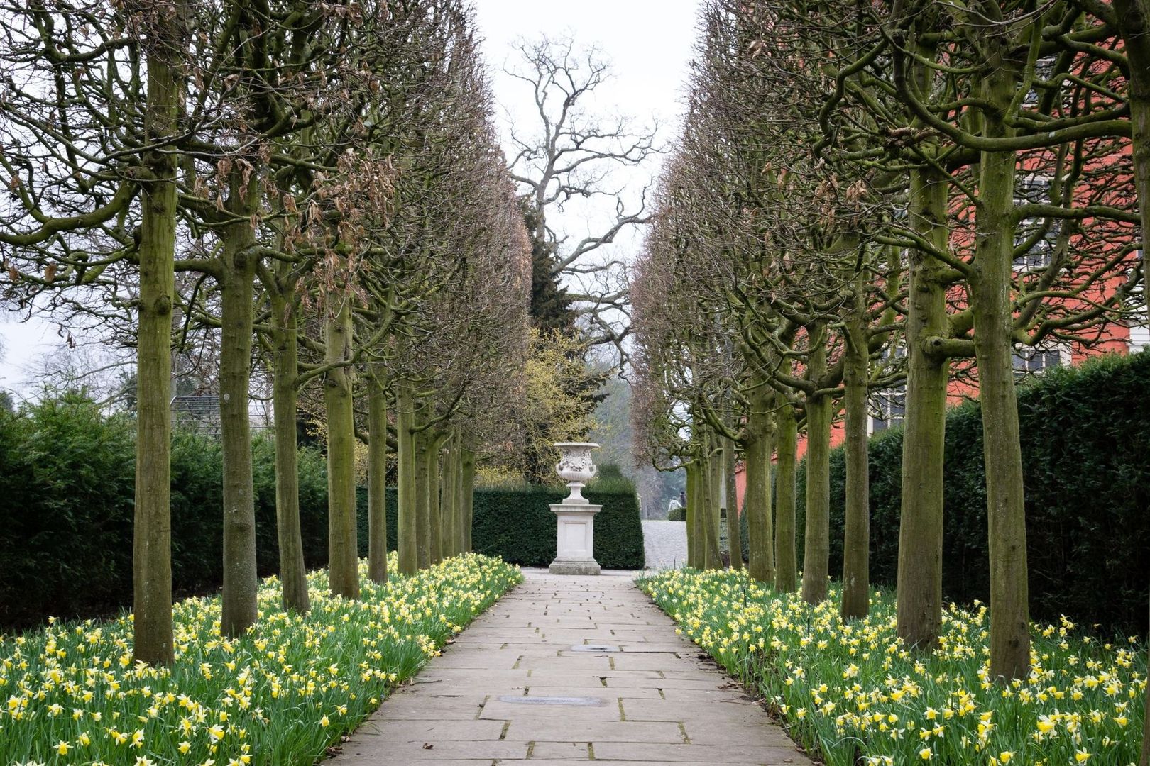 Rechte tuinlaan met gesnoeide bomen, narcissen en een urn